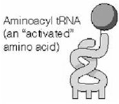 Aminoacyl tRNA (an activated amino acid)