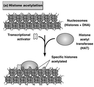 Histone acetylation and chromatin remodeling