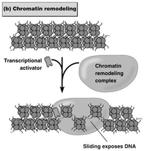 Chromatin remodeling exposes DNA for transcription