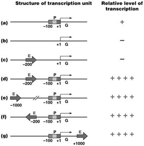 Effects of enhancer orientation and location on transcription