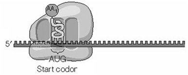 Translation initiation complex at the start codon