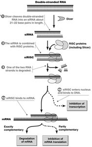 miRNA pathway and targeted mRNA regulation