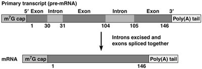 mRNA splicing: introns excised and exons joined