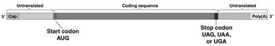 Structure of mature mRNA with UTRs, coding sequence, start and stop codons