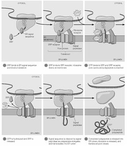 Model for the signal mechanism of cotranslational import into the ER