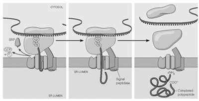 Protein with signal peptide only: fully translocated into ER lumen