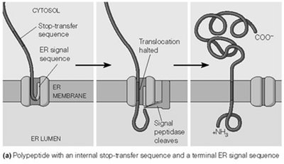 Protein with signal peptide and stop-transfer sequence: single-pass transmembrane protein
