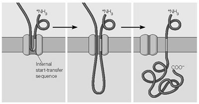 Protein with internal start-transfer sequence: different topology