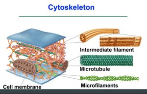 Diagram of cytoskeleton showing intermediate filaments, microtubules, and microfilaments