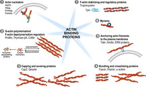 Summary of actin binding proteins and their functions