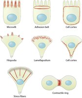 Examples of cell shapes and actin-based structures