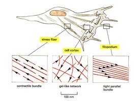 Cross-linked actin networks