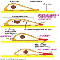 Diagram of cell migration and actin filament structures