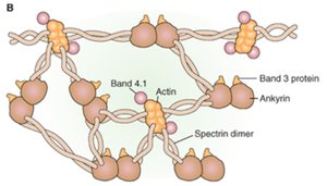 Spectrin-actin meshwork in red blood cells