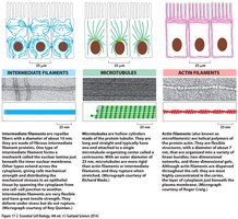 Comparison of intermediate filaments, microtubules, and actin filaments in cells