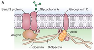 Spectrin and actin linkage to plasma membrane proteins