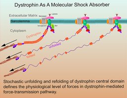 Dystrophin as a molecular shock absorber in muscle cells