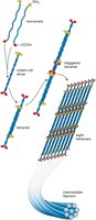 Assembly of intermediate filaments from monomers to filaments