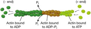 Diagram of actin filament treadmilling showing ATP and ADP-bound actin
