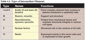 Table of intermediate filament types and functions