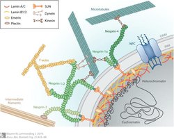 Nuclear lamina structure and location