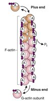Polymerization of G-actin into F-actin filament