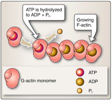 ATP hydrolysis during actin filament growth