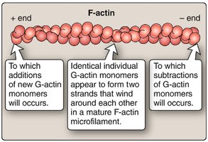 F-actin structure and G-actin monomer addition/subtraction