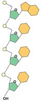Comparison of deoxyribose and ribose sugars in DNA and RNA