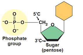 General structure of a nucleotide