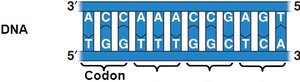 Diagram showing codons and translation into amino acids