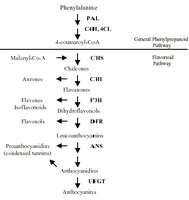 Biosynthesis pathway of anthocyanins