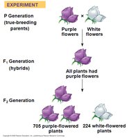 Punnett square showing inheritance of flower color in pea plants