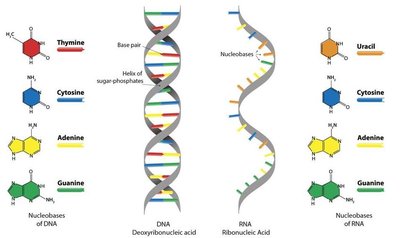 mRNA structure and uracil