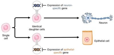 Activator transcription factor mechanism
