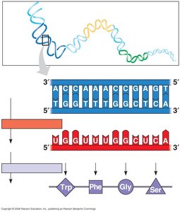Central dogma: DNA to mRNA to protein