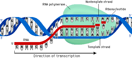 Transcription mechanism: RNA polymerase and template strand