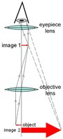 Diagram of a compound microscope showing the path of light through the objective and eyepiece lenses