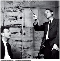 Watson and Crick with an early model of the DNA double helix