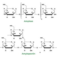 Amylose and Amylopectin structure