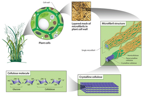 Cellulose structure in plants