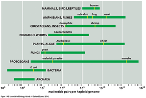 Genome size comparison