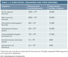 Genome size chart