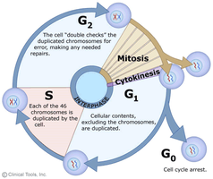 Model organisms and their genomes