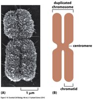 Duplicated mitotic chromosome