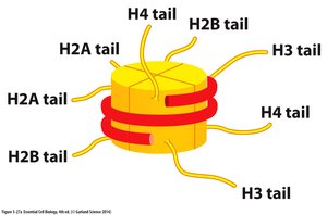 Histone tails