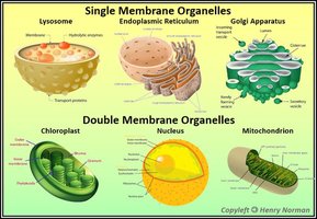 Membranous organelles