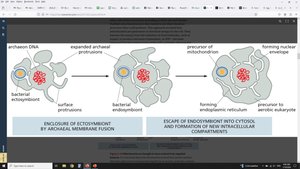 Eukaryotic cell origin