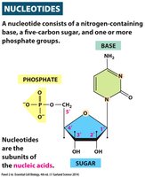 Nucleotide structure