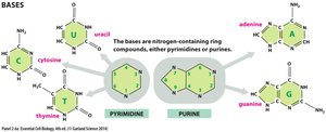 Nitrogenous bases